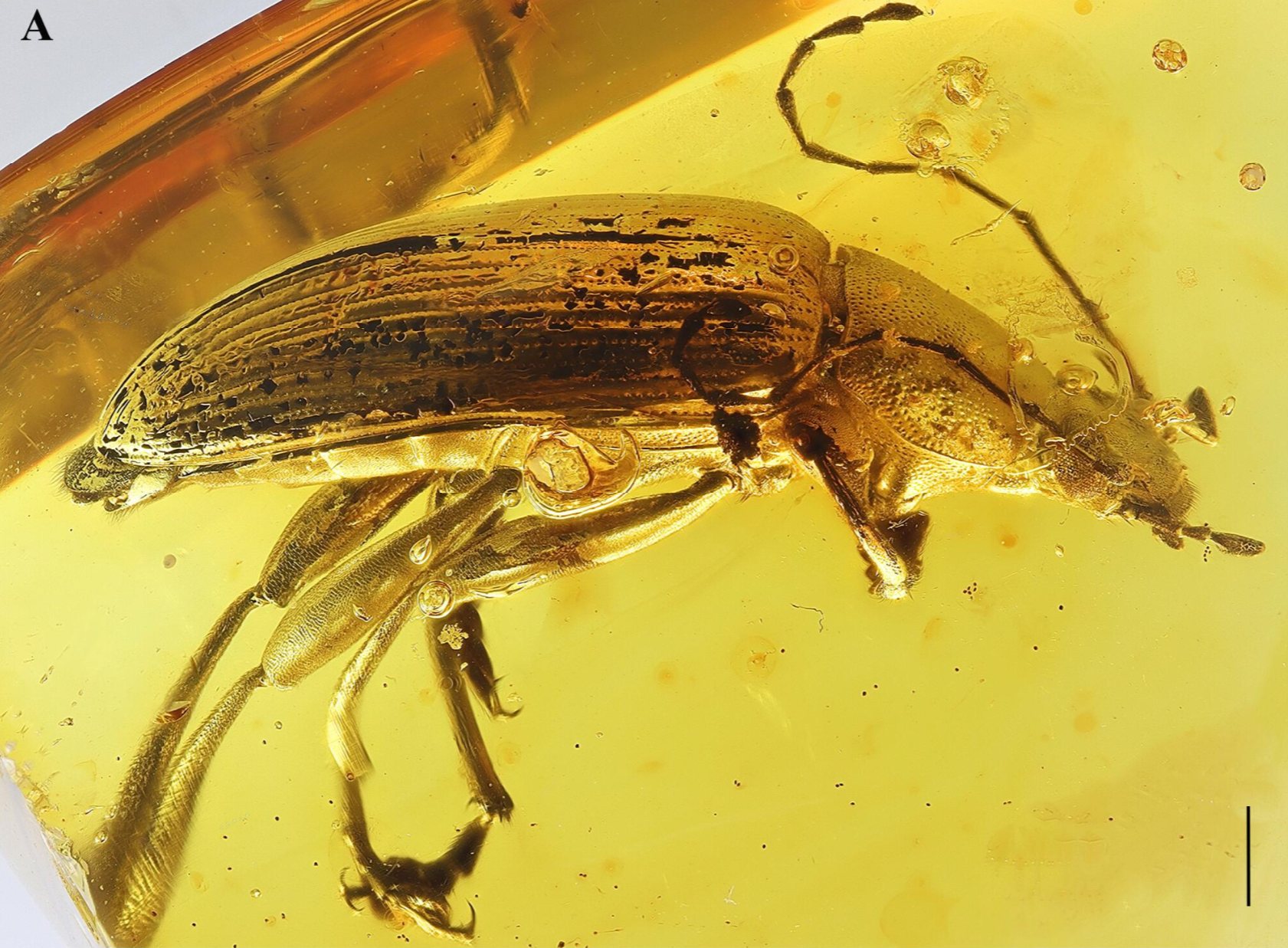 Alleculinae